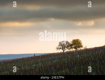 Austria, Burgenland, Oberpullendorf District, near Neckenmarkt, vineyards at sunrise in autumn, View over Deutschkreutz, Blaufra Stock Photo