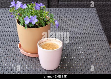 Colorful purple flowers in clay flower pot and pink coffee mug with cappuccino or latte terrace close-up. Horizontal Stock Photo