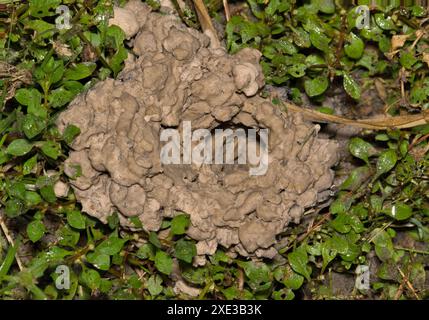 Crawfish hole chimney in ground crayfish burrow mud tunnel nature crustacean. Stock Photo