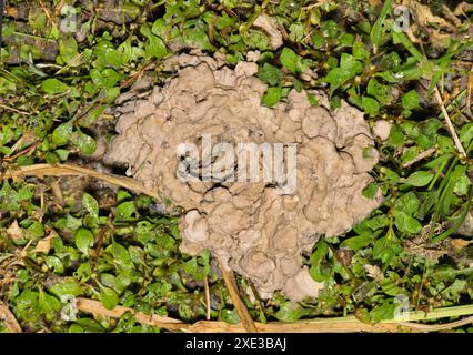 Crawfish hole chimney in ground crayfish burrow mud tunnel nature crustacean. Stock Photo