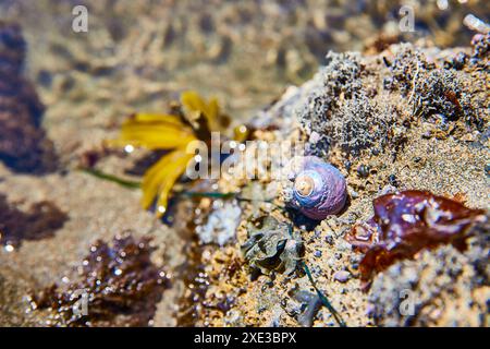 Periwinkle Seashell in Tide Pool at Eye Level Stock Photo