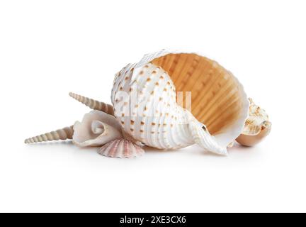 Beautiful seashells on white background Stock Photo