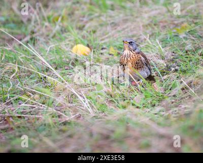 Fieldfare or turdus pilaris on the green grass Stock Photo