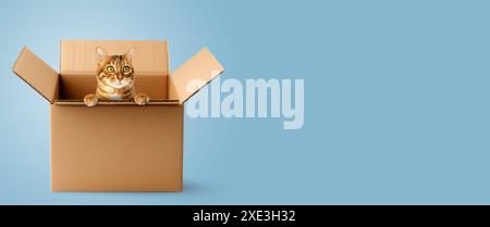 Cute Bengal cat sitting in a cardboard box. Stock Photo
