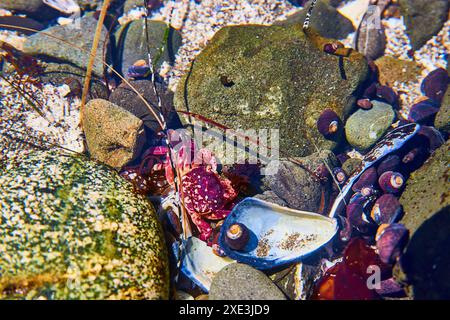 Vibrant Red Crab Among Rocks and Seashells Underwater Perspective Stock Photo