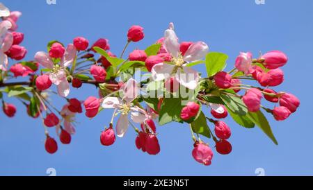 Pink buds of a cherrytree Stock Photo