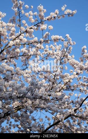 Ornamental cherry, blossoming branches Stock Photo