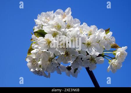 Flowering cherry Stock Photo