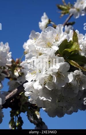 Cherry blossoms Stock Photo