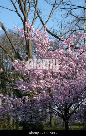 Blossoming ornamental cherry Stock Photo