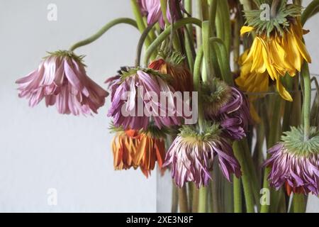Gerbera, withered Gerbera bouquet Stock Photo