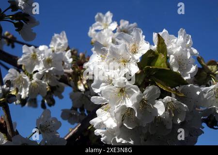 Cherry blossoms Stock Photo