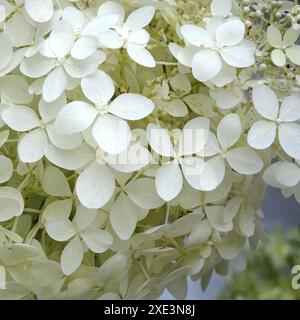 Hydrangea, hydrangea with white blossom Stock Photo