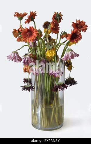Gerbera, withered flower bouquet Stock Photo
