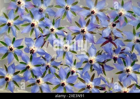 Borage, borage flowers Stock Photo
