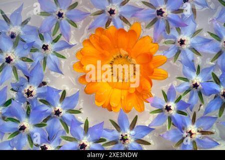 Borage, borage flowers Stock Photo