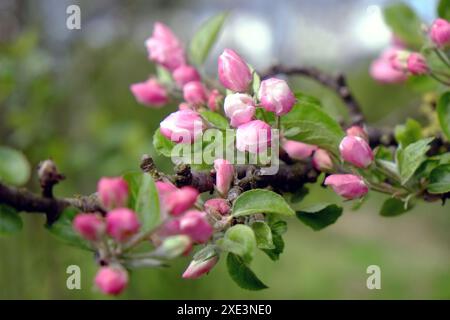 Pink apple blossoms, flower buds Stock Photo