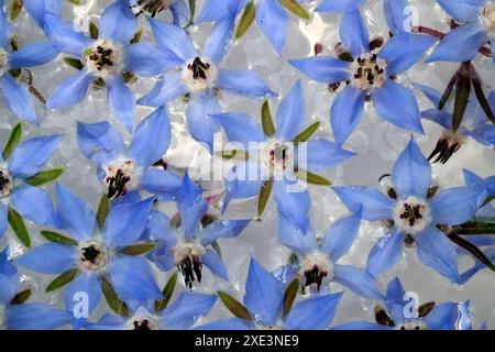Borage, borage flowers Stock Photo