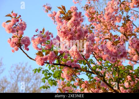 Japanese flowering cherry Stock Photo