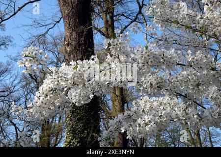 Blooming cherry branches Stock Photo
