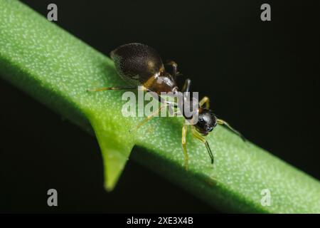 Slender Ant-mimic Jumping Spider (Synemosyna formica) Stock Photo