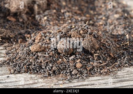 Peaty soil Stock Photo