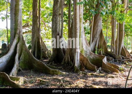 The buttress roots and bottom of the tree trunk of Moreton Bay Fig Tree.  Kauai, Hawaii, USA. Stock Photo