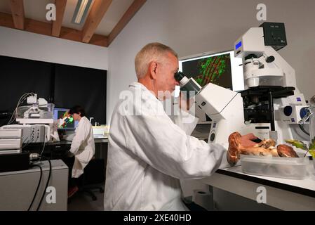 Scientists using light microscopes to study fungi. Stock Photo