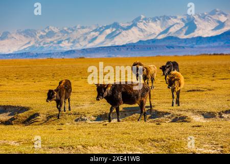 Group of cows walking back home from free-range grazing on yellow dry grass field in front of mountains sunny autumn afternoon Stock Photo