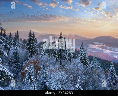 Winter sunset mountain landscape with rime and snow covered spruce trees  (Carpathian, Ukraine) Stock Photo