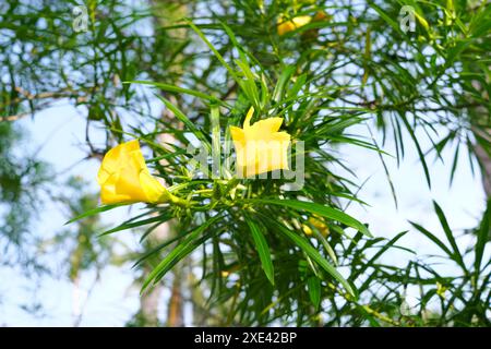 Closeup of Cascabela thevetia or Thevetia peruviana yellow bell ornamental plant with flowers found in Batangas, Philippines. Stock Photo