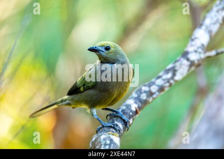 Palm tanager (Thraupis palmarum), Minca, Sierra Nevada de Santa Marta. Wildlife and birdwatching in Colombia. Stock Photo