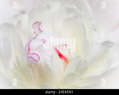 White peony flower petals. Macro flowers background. Soft focus Stock Photo