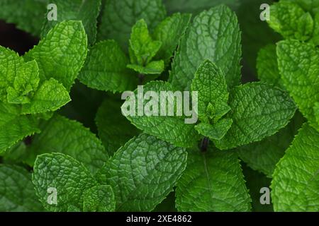 Fresh green mint leaves growing on garden bed Stock Photo