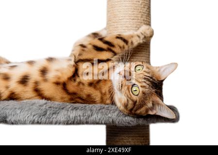 Bengal cat on a scratching post on a white background. Stock Photo