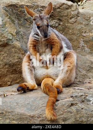 Enchanting distinctive lovely Yellow-Footed Rock-Wallaby in natural beauty. Stock Photo