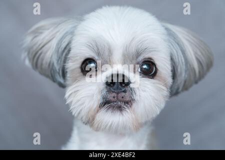 Cute shih-tzu dog Stock Photo