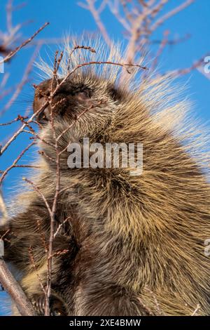 Porcupine Close Up Stock Photo