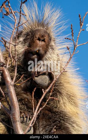 Porcupine Close Up Stock Photo