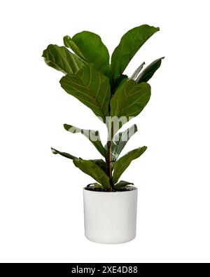 Ficus lyrata or fiddle leaf fig tree isolated Stock Photo