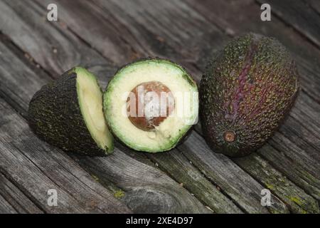 Persea americana, Avocado Stock Photo
