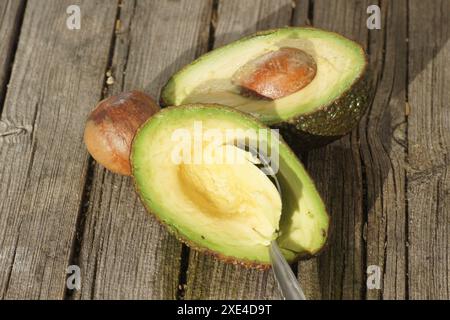 Persea americana, Avocado Stock Photo