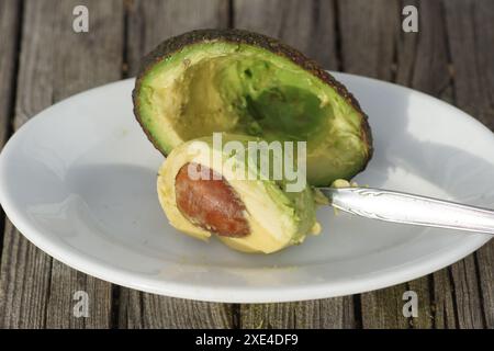 Persea americana, Avocado Stock Photo