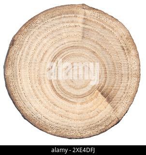 Tree trunk slice isolated on white background Stock Photo