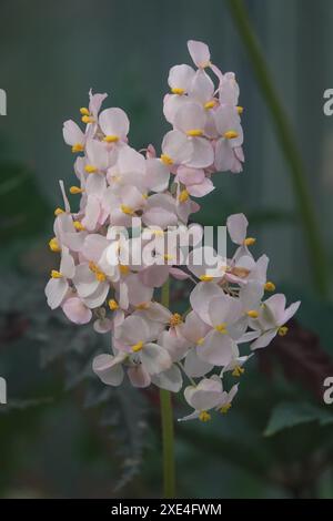 Begonia carolineifolia, Palmenblaettrige Begonie, palmleaf begonia Stock Photo