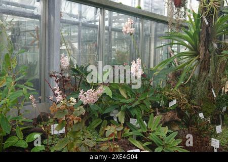 Begonia carolineifolia, Palmenblaettrige Begonie, palmleaf begonia Stock Photo