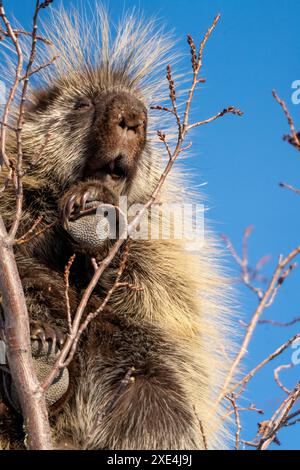 Porcupine Close Up Stock Photo