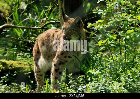 Dartmoor Zoo has a commitment to education, conservation & an endangered species programme Stock Photo