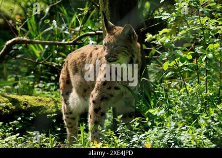 Dartmoor Zoo has a commitment to education, conservation & an endangered species programme Stock Photo