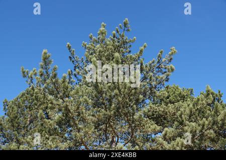 Pinus nigra, Schwarzkiefer, black pine Stock Photo